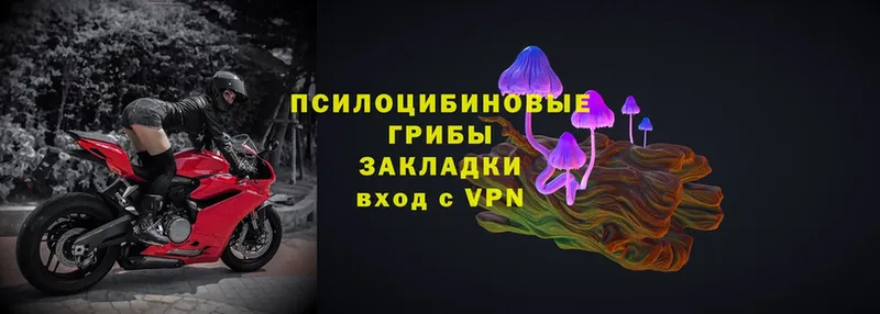 Галлюциногенные грибы Psilocybe  купить  цена  Корсаков 